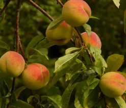 Dehner Obstbäume|Aprikosen- & Pfirsichbäume - Pfirsich-Aprikose 'Pfirsicose®' Apricot