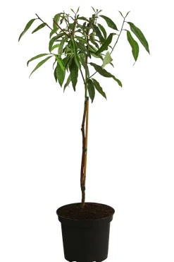 Dehner Obstbäume|Aprikosen- & Pfirsichbäume - Pfirsich-Aprikose 'Pfirsicose®' Apricot