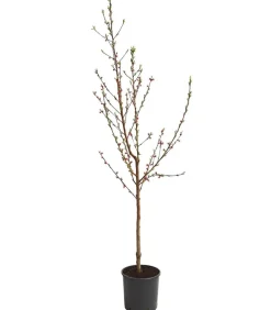 Dehner Obstbäume|Aprikosen- & Pfirsichbäume - Pfirsich 'Benedicte' Apricot