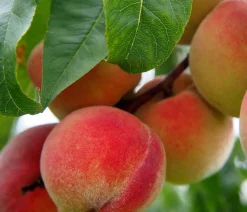 Dehner Obstbäume|Aprikosen- & Pfirsichbäume > Pfirsich 'Kernechter vom Vorgebirge'