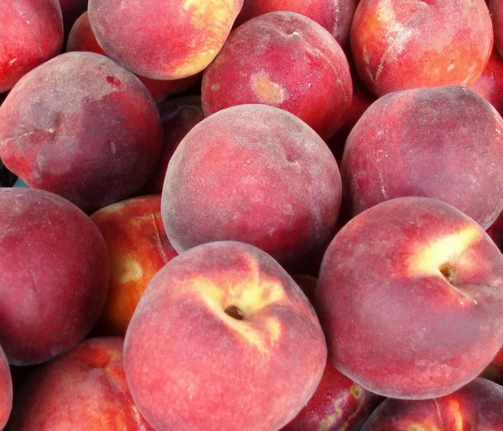 Dehner Pfirsich 'Red Haven' Rot Sale