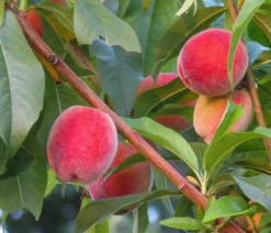 Dehner Pfirsich 'Roter Weinbergpfirsich' Dunkelrot Outlet