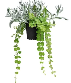 Dehner Sommerblumen - Pflanzen-Duo Currykraut und Gilbweiderich