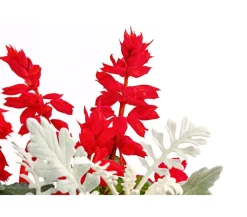 Dehner Sommerblumen > Pflanzen-Duo Feuersalbei und blatt