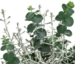 Dehner Eukalyptus - Pflanzen-Duo Herbstfrische