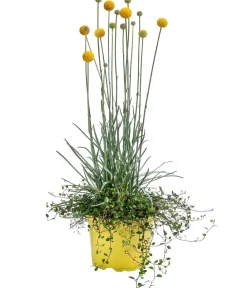 Dehner Sommerblumen > Pflanzen-Duo Trommelschlägel und Mühlenbeckia