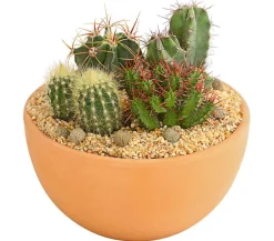 Dehner Kakteen|Zimmerpflanzen Mit Übertopf - Pflanzenmix Kakteen-Quartett - Cactaceae, 4 Pflanzen in Schale Grün