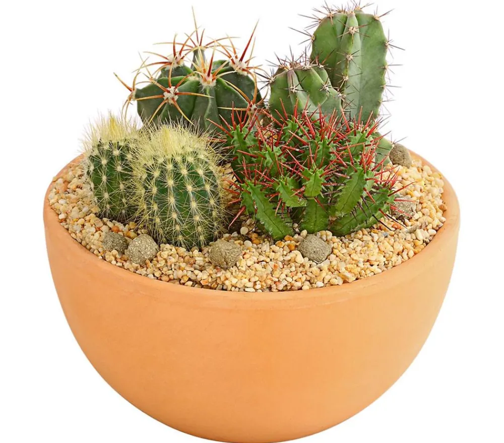 Dehner Kakteen|Zimmerpflanzen Mit Übertopf - Pflanzenmix Kakteen-Quartett - Cactaceae, 4 Pflanzen in Schale Grün