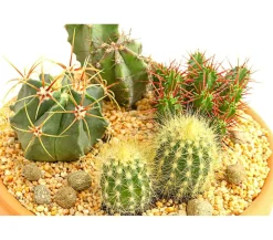 Dehner Kakteen|Zimmerpflanzen Mit Übertopf - Pflanzenmix Kakteen-Quartett - Cactaceae, 4 Pflanzen in Schale Grün