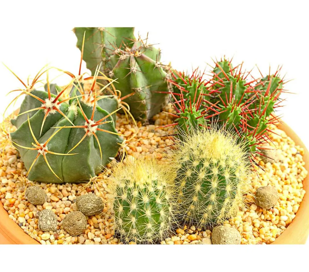 Dehner Kakteen|Zimmerpflanzen Mit Übertopf - Pflanzenmix Kakteen-Quartett - Cactaceae, 4 Pflanzen in Schale Grün