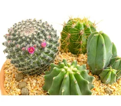Dehner Kakteen|Zimmerpflanzen Mit Übertopf - Pflanzenmix Kakteen-Quartett - Cactaceae, 4 Pflanzen in Schale Grün