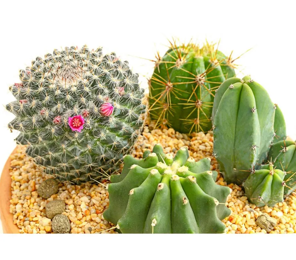 Dehner Kakteen|Zimmerpflanzen Mit Übertopf - Pflanzenmix Kakteen-Quartett - Cactaceae, 4 Pflanzen in Schale Grün
