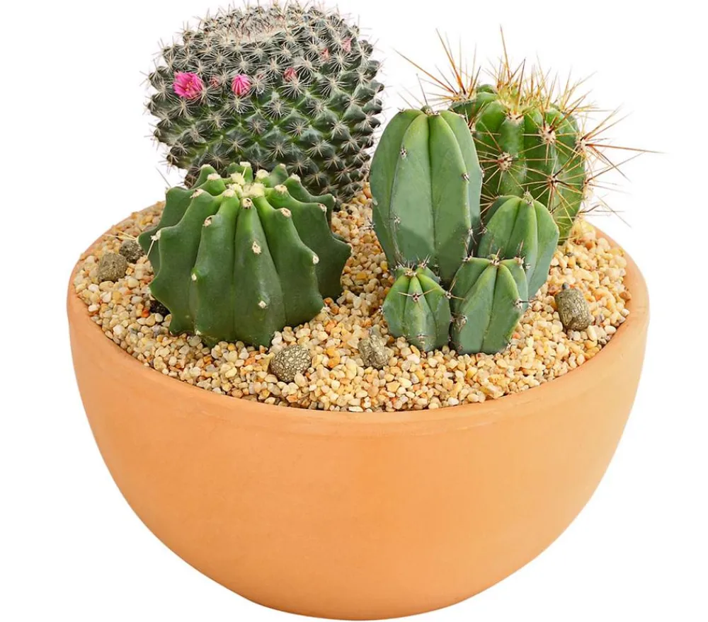 Dehner Kakteen|Zimmerpflanzen Mit Übertopf - Pflanzenmix Kakteen-Quartett - Cactaceae, 4 Pflanzen in Schale Grün
