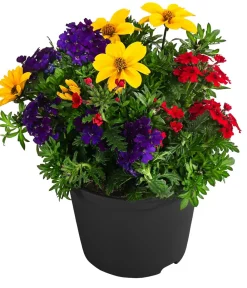 Dehner Pflanzenmix Trio Mio Sale