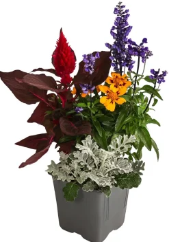 Dehner Terrassenpflanzen|Sommerblumen - Pflanzen-Quartett Sunset Bunt