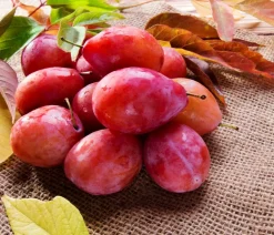 Dehner Obstbäume|Zwetschgen- & Pflaumenbäume > Pflaume 'Königin Viktoria'