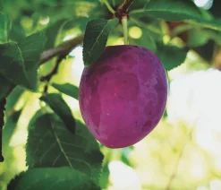 Dehner Obstbäume|Zwetschgen- & Pflaumenbäume > Pflaume 'Königin Viktoria'