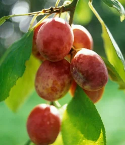 Dehner Obstbäume|Zwetschgen- & Pflaumenbäume - Pflaume 'Königin Viktoria'