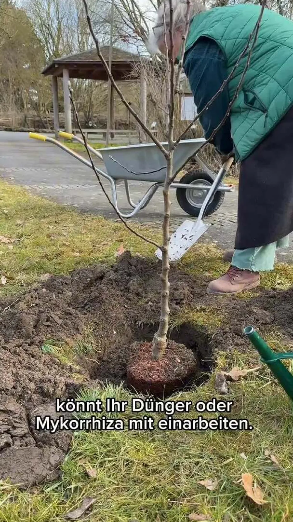 Dehner Obstbäume|Zwetschgen- & Pflaumenbäume - Pflaume 'The Czar' Lila