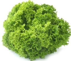 Dehner Kohl- & Salatpflanzen - Pflücksalat 'Lollo Bionda', lausresistent, 12er Schale Grün