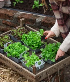 Dehner Kohl- & Salatpflanzen - Pflücksalat 'Lollo Bionda', lausresistent, 12er Schale Grün