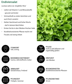Dehner Kohl- & Salatpflanzen - Pflücksalat 'Lollo Bionda', lausresistent, 12er Schale Grün