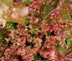 Dehner Kohl- & Salatpflanzen > Pflücksalat 'Lollo Rosso', lausresistent, 12er Schale