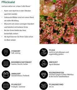 Dehner Kohl- & Salatpflanzen > Pflücksalat 'Lollo Rosso', lausresistent, 12er Schale