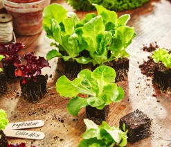 Dehner Kohl- & Salatpflanzen > Pflücksalat 'Lollo Rosso', lausresistent, 12er Schale