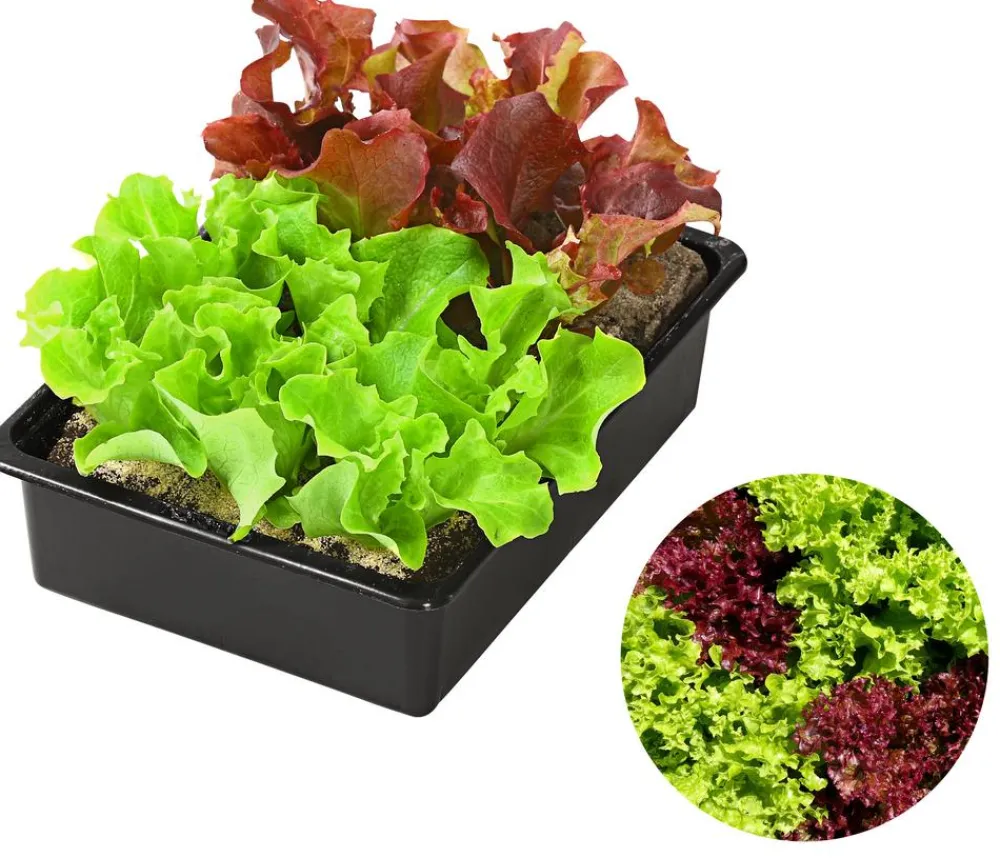 Dehner Pflücksalat-Mix, 12er Schale Best