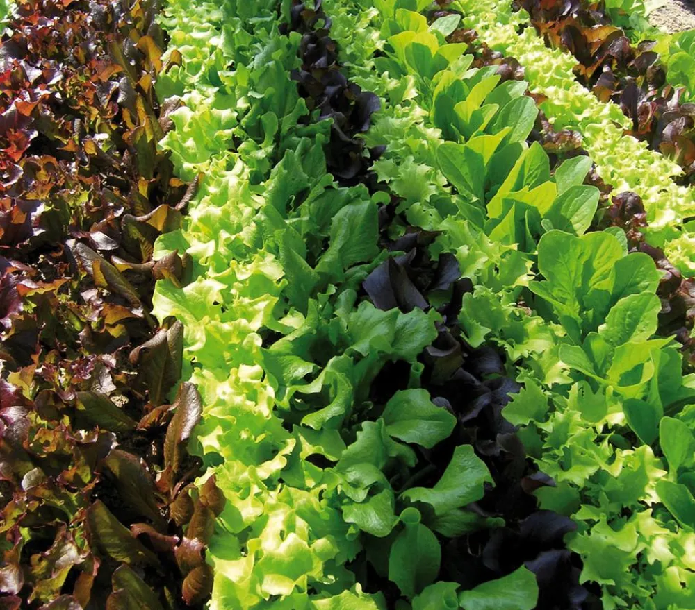 Dehner Pflücksalat-Mix, 12er Schale Best