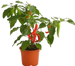 Dehner Peperoni- & Paprikapflanzen > Pick-a-Hot Pep® Peperoni mit Früchten