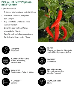 Dehner Peperoni- & Paprikapflanzen > Pick-a-Hot Pep® Peperoni mit Früchten
