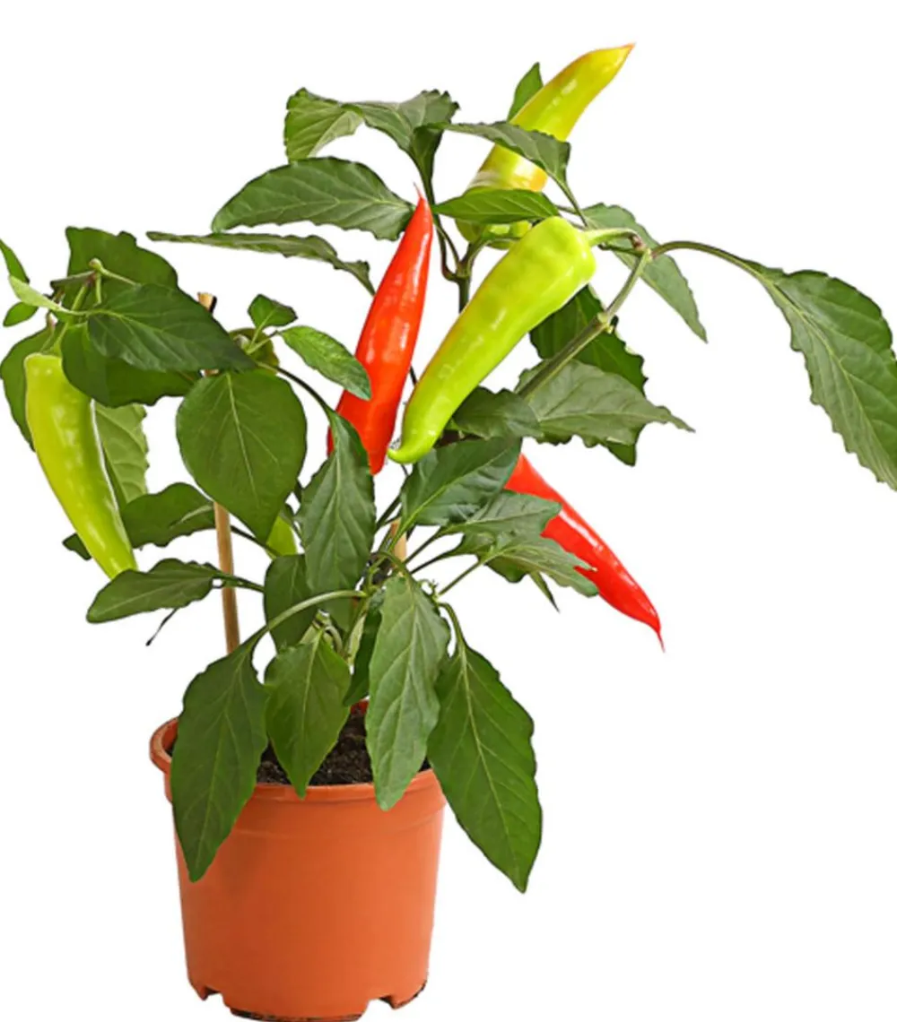 Dehner Peperoni- & Paprikapflanzen - Pick-a-Hot Pep® Peperoni mit Früchten Bunt