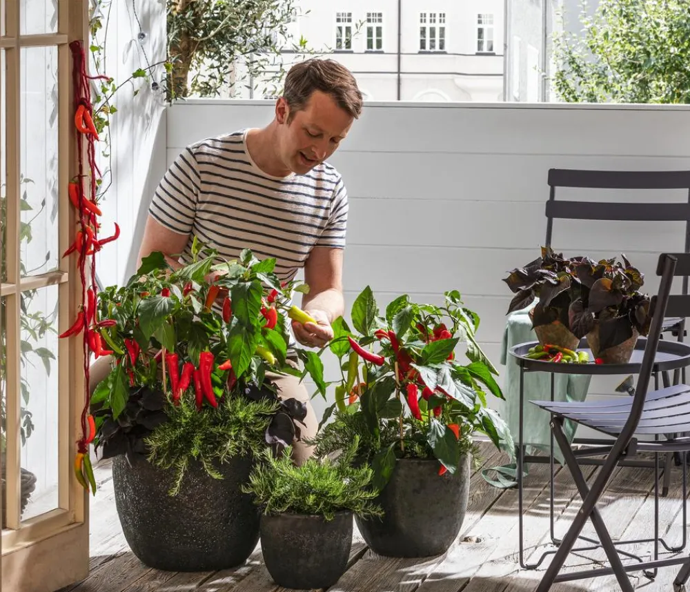 Dehner Peperoni- & Paprikapflanzen - Pick-a-Hot Pep® Peperoni mit Früchten Bunt
