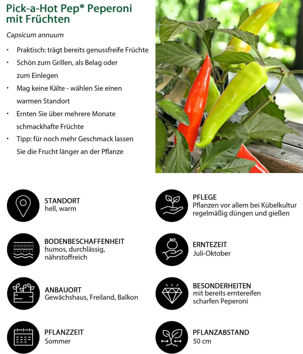 Dehner Peperoni- & Paprikapflanzen - Pick-a-Hot Pep® Peperoni mit Früchten Bunt