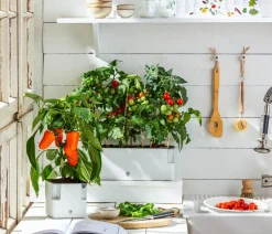 Pick-a-Pep® Paprika, Rot Sale