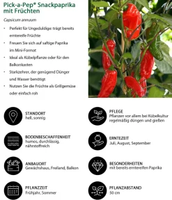 Dehner Peperoni- & Paprikapflanzen - Pick-a-Pep® Snackpaprika mit Früchten Rot