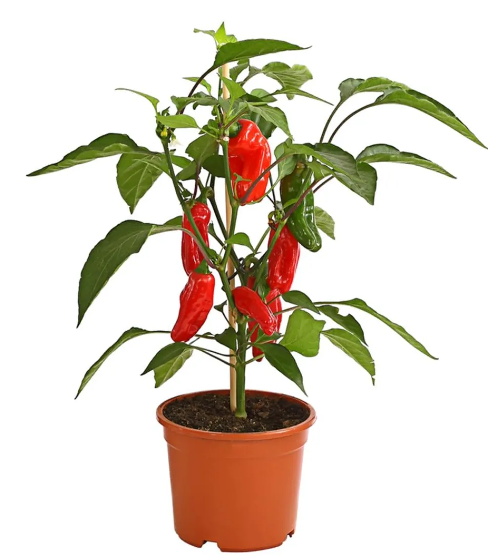 Dehner Peperoni- & Paprikapflanzen - Pick-a-Pep® Snackpaprika mit Früchten Rot