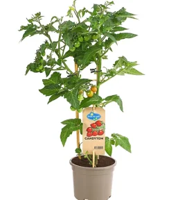Dehner Pick-a-Tom® Cocktailtomate 'Candy' mit Früchten Rot New