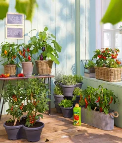 Dehner Pick-a-Tom® Cocktailtomate 'Candy' mit Früchten Rot New
