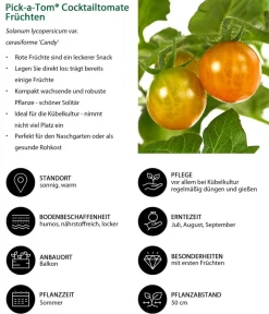 Dehner Pick-a-Tom® Cocktailtomate 'Candy' mit Früchten Rot New