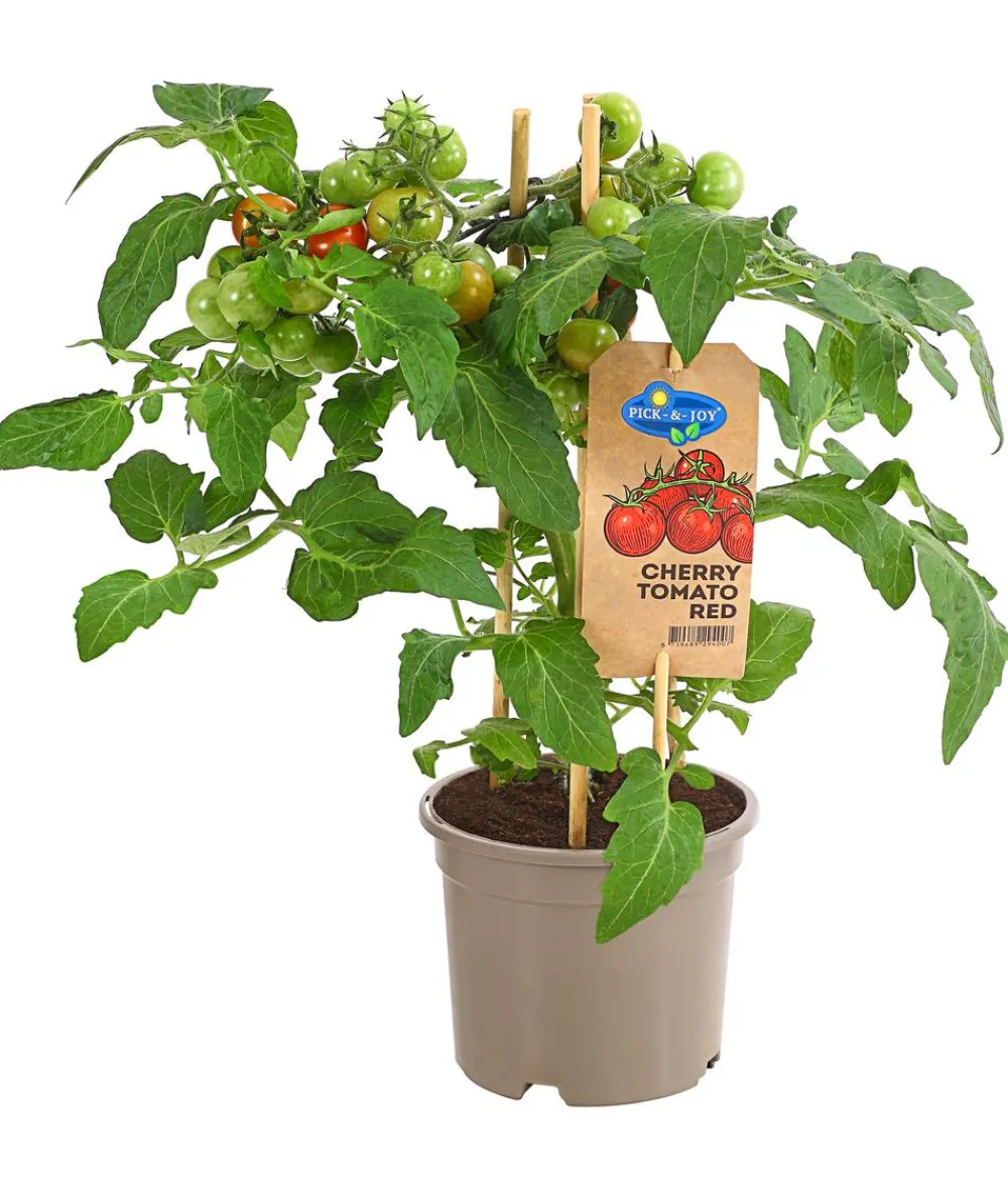 Auberginen- & Tomatenpflanzen > Pick-a-Tom® Cocktailtomate mit Früchten,