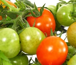 Auberginen- & Tomatenpflanzen > Pick-a-Tom® Cocktailtomate mit Früchten,