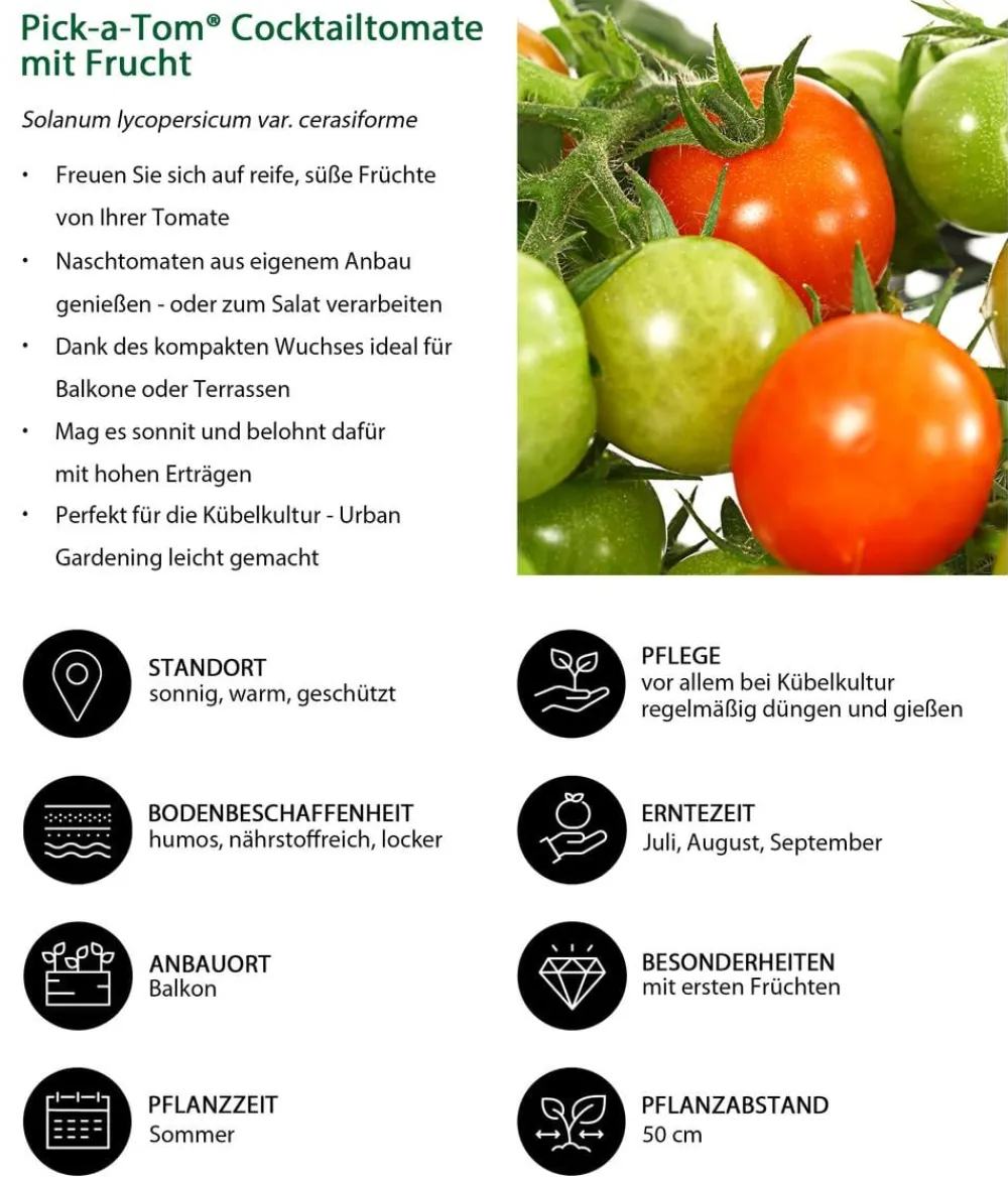 Auberginen- & Tomatenpflanzen > Pick-a-Tom® Cocktailtomate mit Früchten,