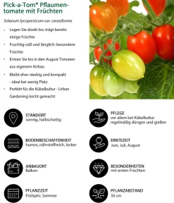 Auberginen- & Tomatenpflanzen > Pick-a-Tom® Pflaumentomate mit Früchten