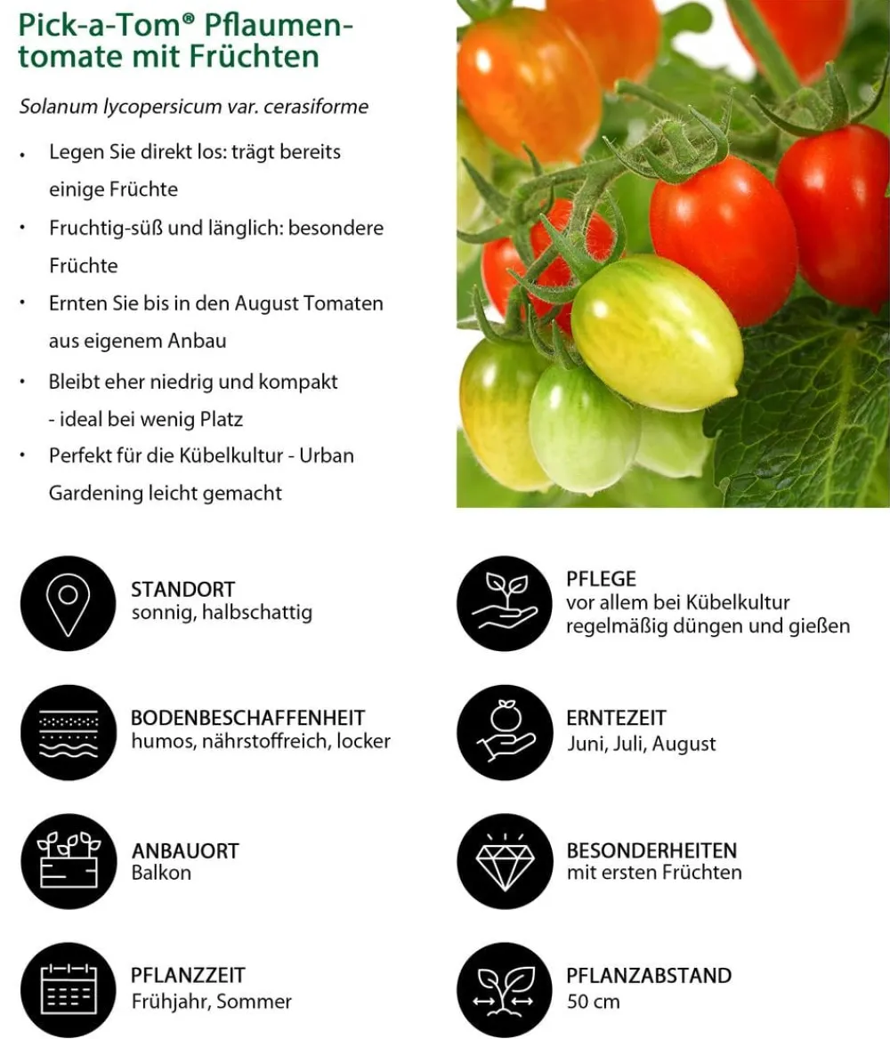 Auberginen- & Tomatenpflanzen > Pick-a-Tom® Pflaumentomate mit Früchten