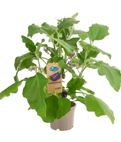 Dehner Auberginen- & Tomatenpflanzen|Gartengemüse > Pick-&-Joy® Aubergine mit Früchten