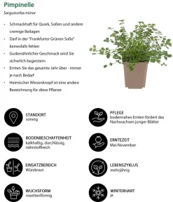 Dehner Pimpinelle Grün Sale