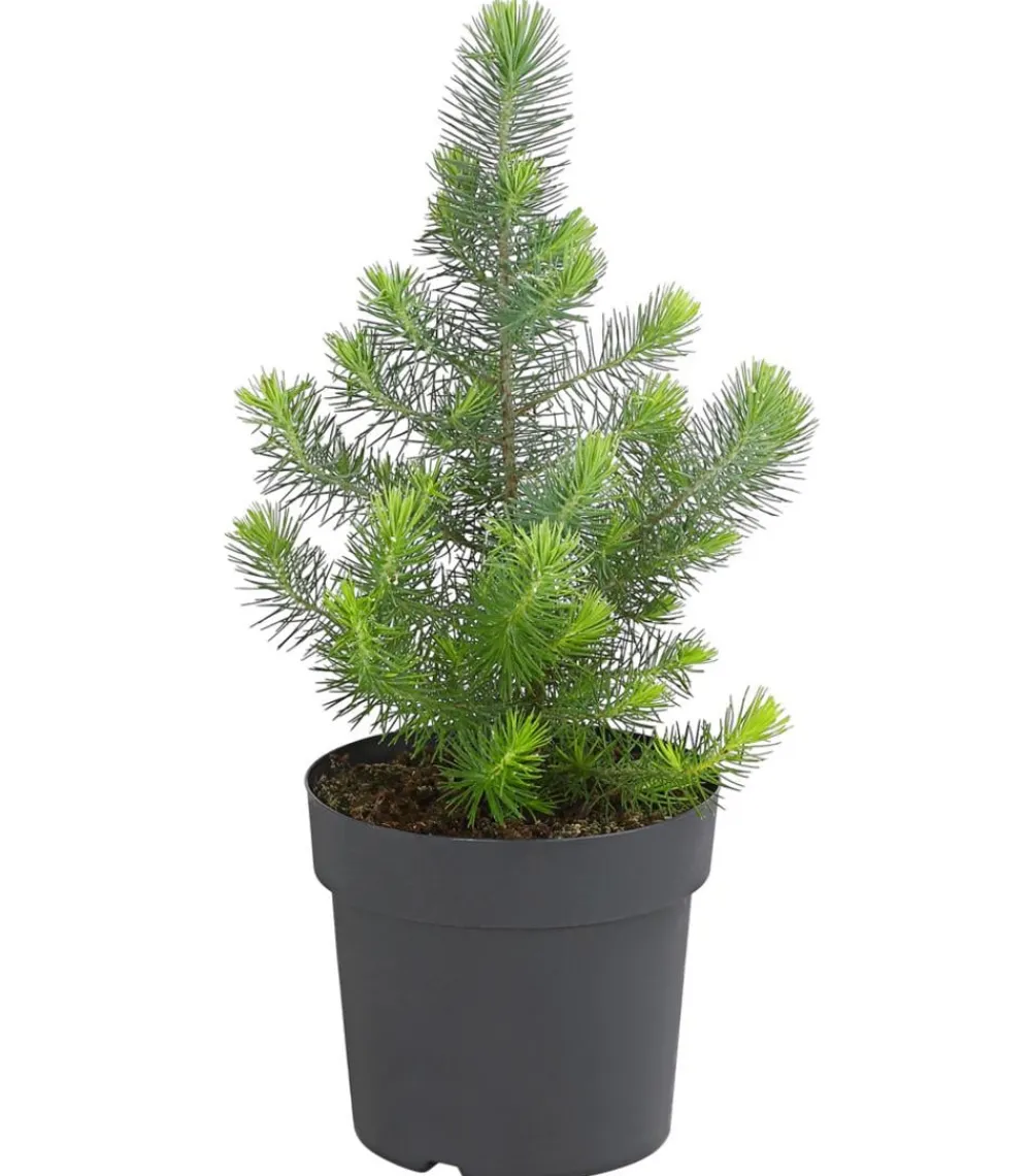 Dehner Pinie 'Silver Crest' Grün Hot